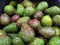 Avocado