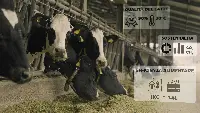 Stalla allevamento bovini