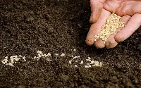 semi, agricoltura