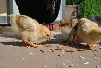 Assograssi, Assitol, Pat