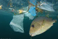 riciclaggio pesca