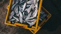 Cassetta di pesce