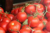 Pomodori coltivati in Libano