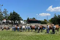 Alcuni esemplari di Cavallo agricolo italiano Tpr al Meeting dello scorso anno