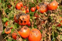 Piante di pomodoro infestate dal virus ToBRFV
