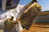 Apicoltura