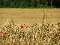 Campo a coltura bio
