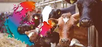 Uniceb lancia l'allarme sulla filiera delle carni bovine e suine