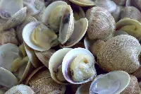 Vongole