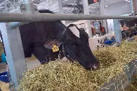 Fiere Zootecniche Internazionali Cremona