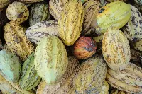 Frutto di cacao in Ecuador
