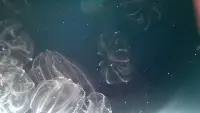 Noci di mare