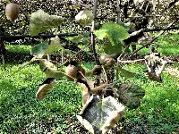 Moria del kiwi