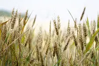 Grano