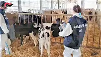 Nas Carabinieri in un allevamento bovino, in una foto d'archivio