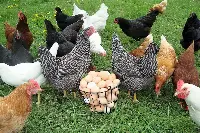 Uova e galline ovaiole
