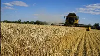 Campo di grano
