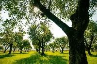 Giardino degli ulivi, Villa Filippo Berio