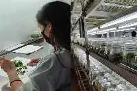 Florovivaismo