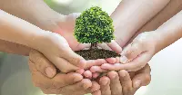 Albero sostenibilità