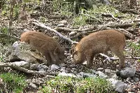 Cuccioli di cinghiale