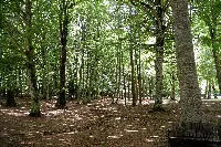 foreste