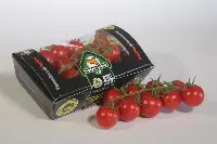 Pomodoro Pachino
