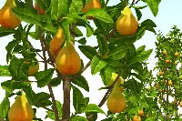 Pere