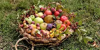 Varietà di frutta, alcune ormai dimenticate