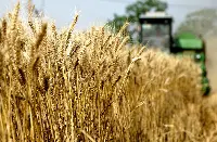 Grano in Ucraina