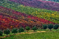 Vigneti di Lambrusco