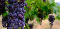 Cantina Valpantena