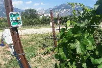 Tecnologia digitale applicata ai vigneti
