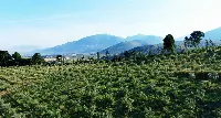 Bosco Monini