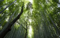 Crediti di carbonio nell'agro forestale