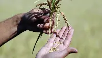 Agricoltura