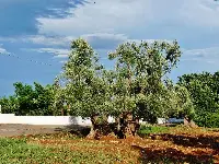 Puglia