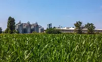 MartinoRossi, campo di mais