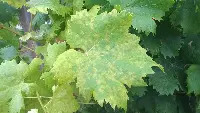 Peronospora Vite