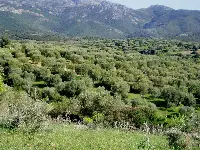 Uliveto a Dolianova, centro principale del Parteolla, nel sud-est della Sardegna
