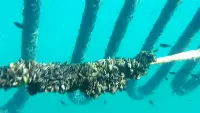 Mitilicoltura nello spezzino