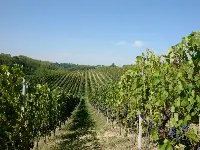 Le tenute Sassicaia di Bolgheri dei marchesi Incisa della Rocchetta