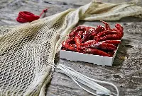 Gambero rosso di Mazara del Vallo appena pescato