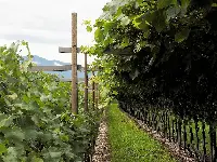 Vigna in Alto Adige