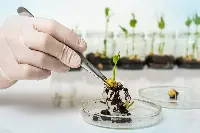 Tea, Tecniche di evoluzione assistita