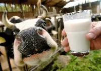 Milk at the stall