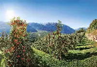 Bio Val Venosta è leader tra i produttori di mele biologiche in Italia e in Europa