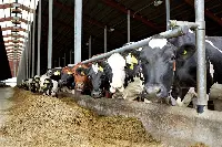 Allevamento bovino