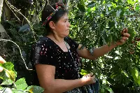 Donna raccoglie caffè in Guatemala