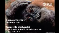 Orangutan Land Trust